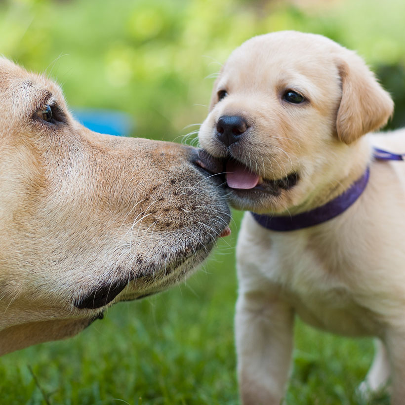 Find Labrador Retriever Puppies For Sale In Florida
