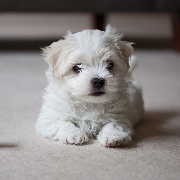 Maltese Puppies For Sale In Florida Under  000