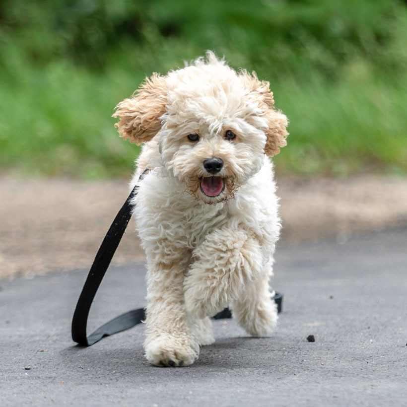 maltipoo puppies size