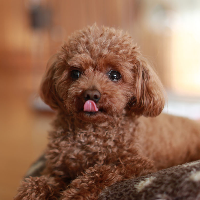 Poodle Puppies For Sale In Florida From Vetted Breeders