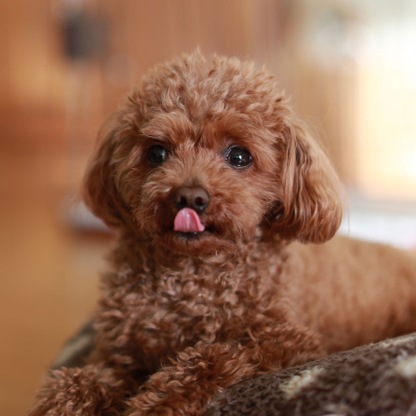 medium poodle puppies