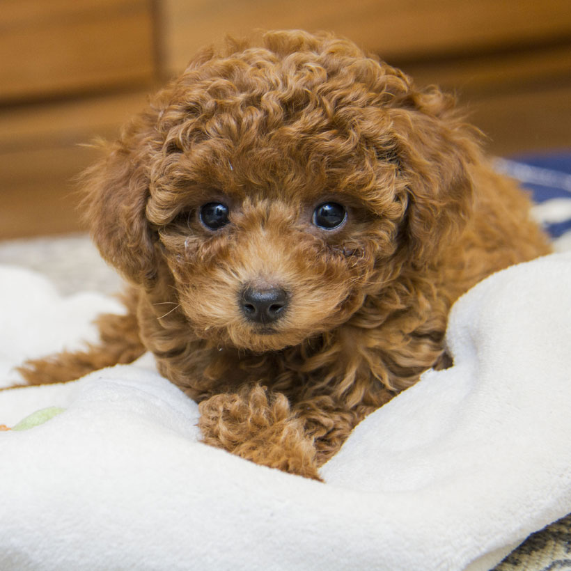 1 Poodle Puppies For In Florida