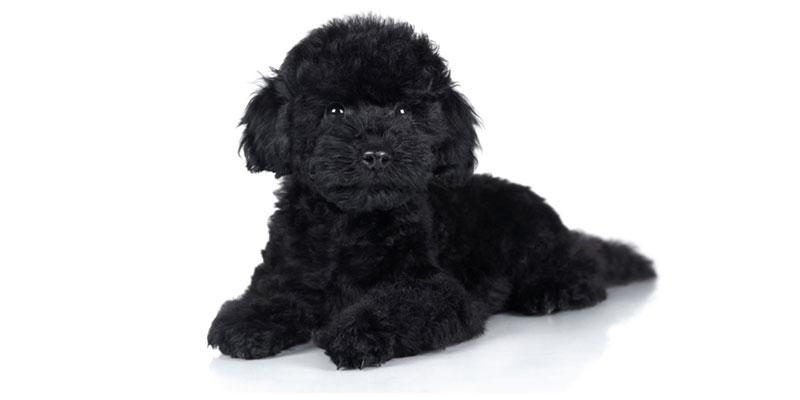 Poodle puppies for sales