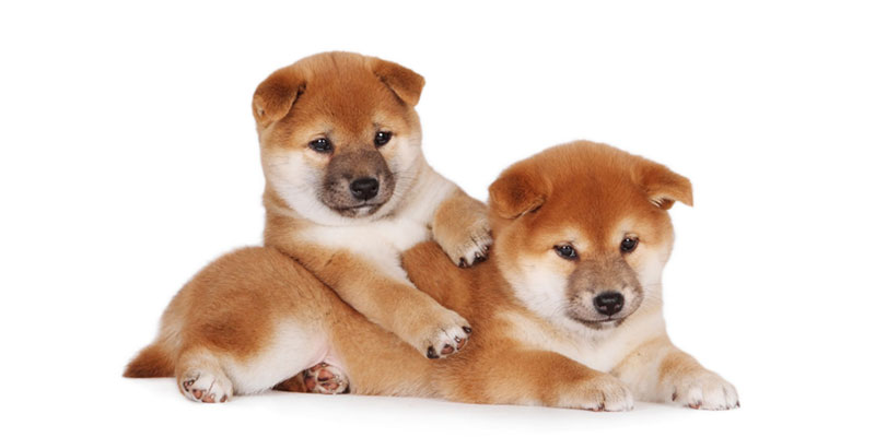 Shiba Inu puppies for sales
