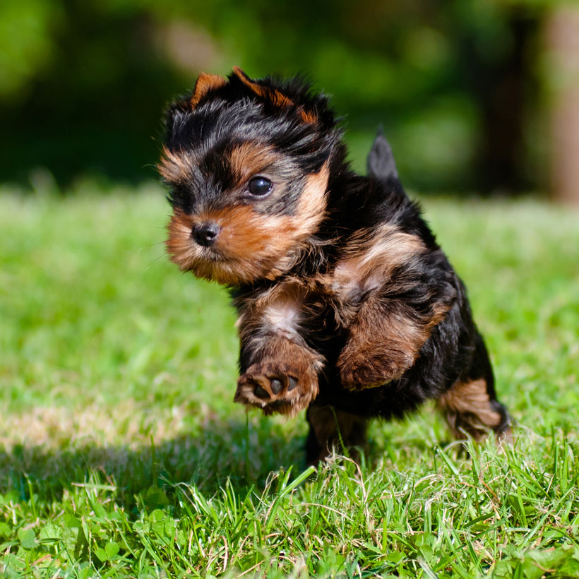 Puppy yorkie for 2024 sale near me